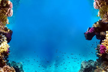 Gardinen Unterwasserblick auf das Korallenriff und tropische Fische © Oleksandr