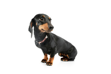 Studio shot of an adorable Dachshund