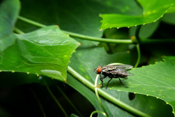 Diptera on green leaf in the forest with blurred green background. House Fly or Musca domesticastand on the leaves.