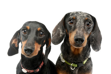 Portrait of two adorable Dachshund