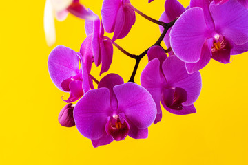 Fototapeta na wymiar Purple orchid flowers on bright yellow background close up