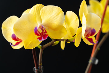 Still life with beautiful orchid flowers on black background close up