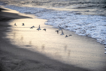 fliegende Vögel am Strand
