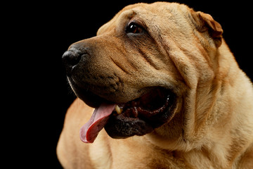 Portrait of an adorable Shar pei