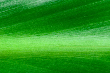 Natural background of green leaf
