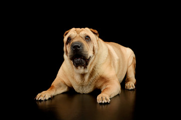 Studio shot of a lovely Shar pei