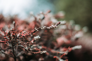Moody red close-up of heather (Calluna vulgaris) plant in woods. Shallow depth of field, wide...