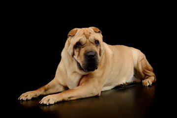 Obraz premium Studio shot of a lovely Shar pei
