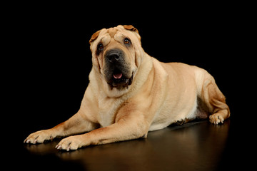 Obraz premium Studio shot of a lovely Shar pei