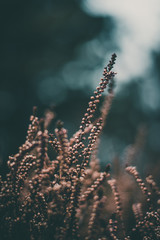Moody pink close-up of heather (Calluna vulgaris) plant in woods. Shallow depth of field, wide angle. Soft focus with dark blurred bokeh background