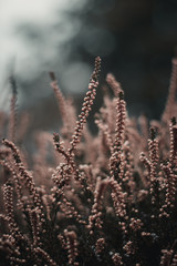 Moody pink close-up of heather (Calluna vulgaris) plant in woods. Shallow depth of field, wide angle. Soft focus with dark blurred bokeh background