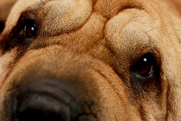 Closeup of an adorable Shar pei