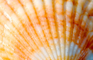 orange sea shell close up