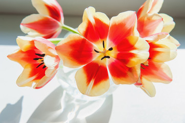 Obraz na płótnie Canvas red tulip flowers close