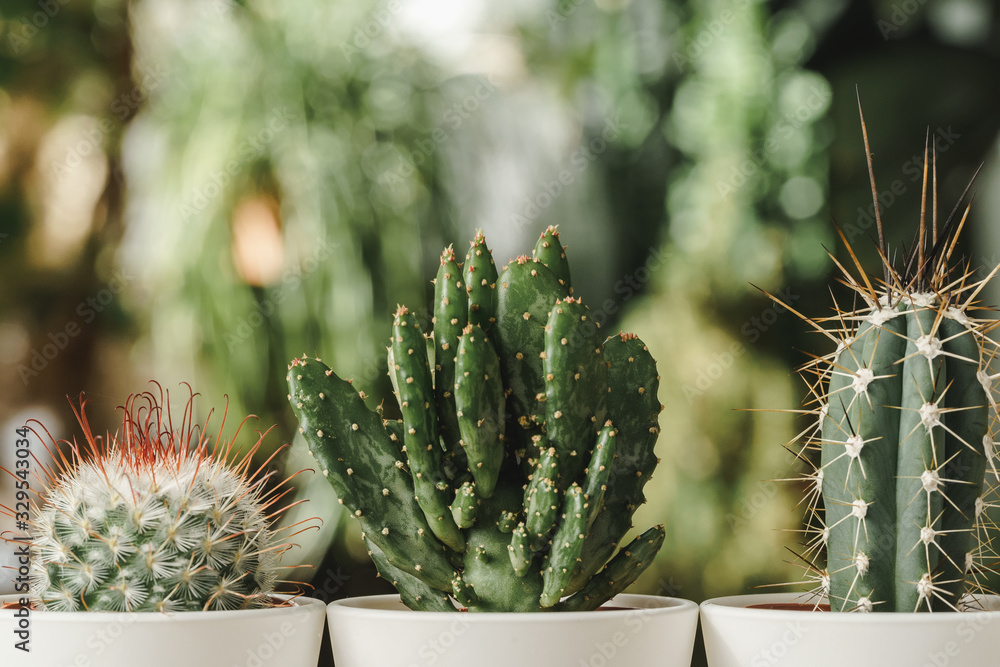 Canvas Prints Mini cactus plant potted on blurred botanical garden background