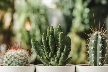 Mini cactus plant potted on blurred botanical garden background