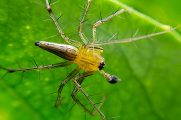 Close up of Lynx spider under green leaf. The Oxyopes javanus Throll Oxyopes linestipes (C.L. Koch) on green leave in the forest at Thailand.