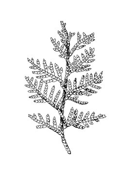 Hand Drawn Black And White Cedar Branch