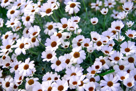 Flowering of daisies. marguerites (Leucanthemum) are a genus of flowering plants in the daisy family	