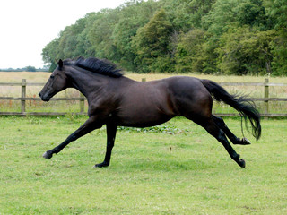 Fototapeta na wymiar Bay Horse In Paddock