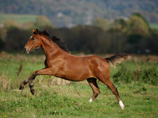 Foal at Liberty