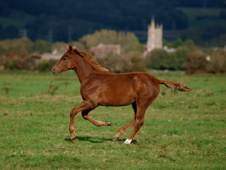Foal at Liberty