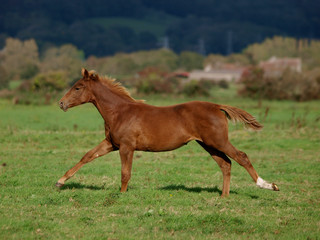 Foal at Liberty