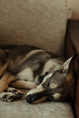 Obraz premium Portrait of a dog of gray-brown color with large protruding ears and cute brown eyes. Which lies in the room on the sofa.