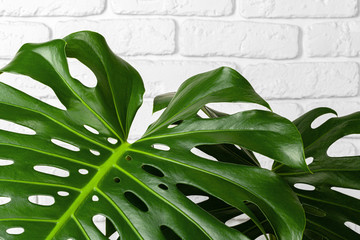 Obraz premium Close up of a monstera plant leaves against white brick wall. Copy space