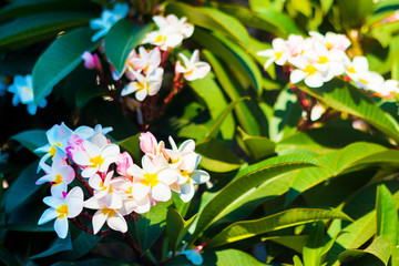 Photo of delicate beautiful fresh tropical exotic white and yellow flower Frangipani or Plumeria taken in Asia, Vietnam park or garden in sun light. Bloom, blossom, spring, summer concept