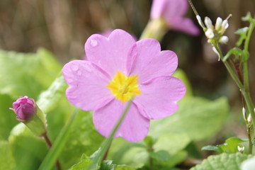 Fototapeta premium flower in the garden