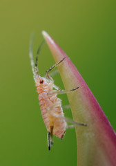 Rosenblattlaus auf Rose