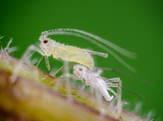 Blattlaus nach Häutung über Exuvie, gehäutete junge Blattlaus, kleines Insekt nach Häutung, Metamorphose eines Insekts, Blattlaus nach Schlupf neben ihrer Larvenhülle, Metamorphose einer Blattlaus