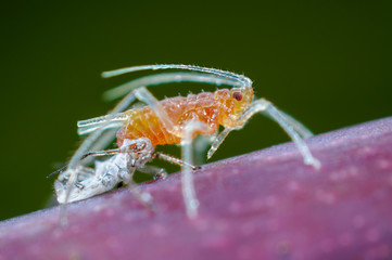 Häutung eines Insekts, Blattlaus häutet sich, Blattlaus schlüpft aus ihrer alten Haut, Blattlaus...