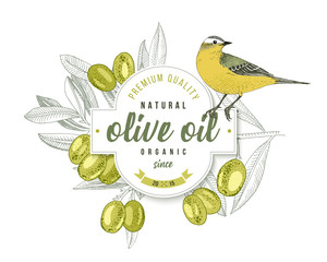 Olive oil label design with Yellow Wagtail over hand drawn olive branch