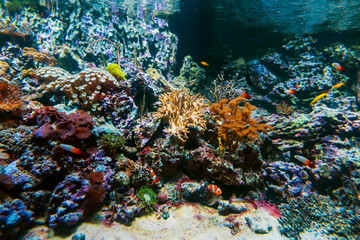 Naklejka na ściany i meble exotic tropical fish swim between coral reefs and algae in an aquarium