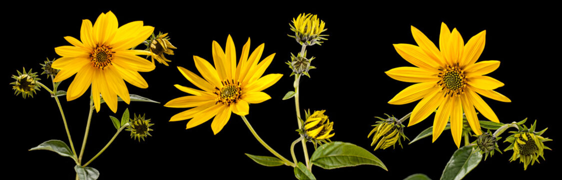 2 768 最適な 菊芋の花 画像 ストック写真 ベクター Adobe Stock