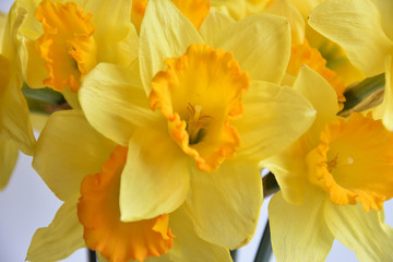 daffodils flowers