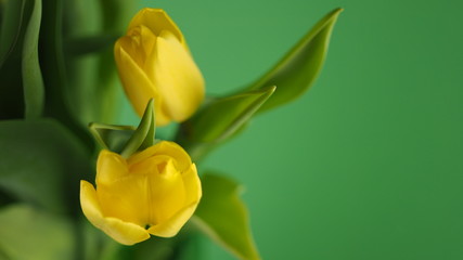 beautiful colorful tulips on a green background
