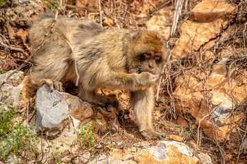 monkey looking for food on a cliff