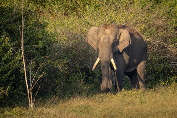 Single wild asian elephant walking in the Wayand Forest, India