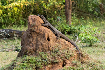 Wild monitor lizard, basking in sun Wayanad jungle, India