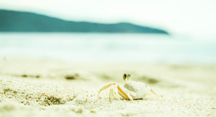 camouflaged crab on white sand