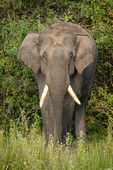 Single wild asian elephant walking in the Wayand Forest, India