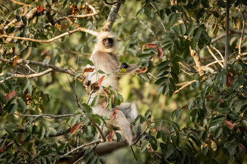 Single wild langur monkey in tree
