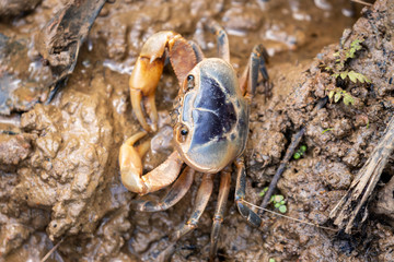 Land crab on mud, close up in the wild