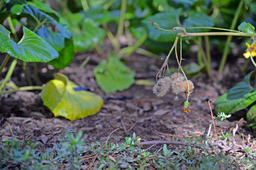 seedlings in soil