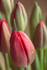 Red tulip in bloom macro still on a green garden flowerbed