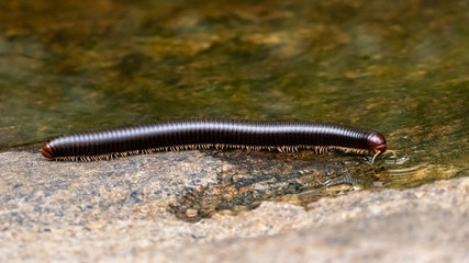 Indian giant millipede, at waters edge