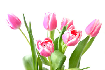 Naklejka premium Pink tulips isolated on white background.